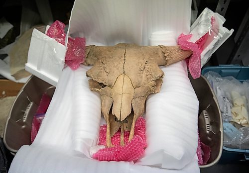 JESSICA LEE / WINNIPEG FREE PRESS

A bison skull is photographed in the Manitoba Museum archives on November 15, 2021.

Reporter: Brenda








