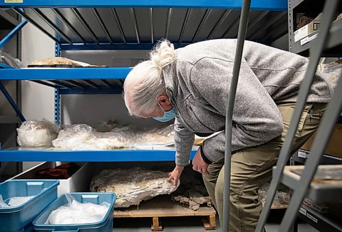 JESSICA LEE / WINNIPEG FREE PRESS

Dr. Graham Young lifts a piece of fossil with dinosaur bones in the Manitoba Museum archives on November 15, 2021.

Reporter: Brenda









