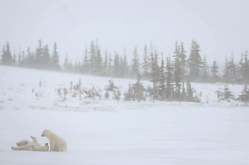 JESSICA LEE / WINNIPEG FREE PRESS

Two polar bears play in the snow on November 20, 2021 in Churchill, Manitoba.

Reporter: Sarah









