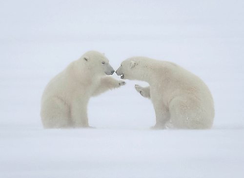 JESSICA LEE / WINNIPEG FREE PRESS

Two polar bears touch noses on November 20, 2021 in Churchill, Manitoba.

Reporter: Sarah








