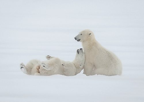 JESSICA LEE / WINNIPEG FREE PRESS

Two polar bears play in the snow on November 20, 2021 in Churchill, Manitoba.

Reporter: Sarah






