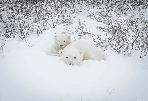 JESSICA LEE / WINNIPEG FREE PRESS

A mother bear and baby bear rest in the snow on November 20, 2021 in Churchill, Manitoba.

Reporter: Sarah










