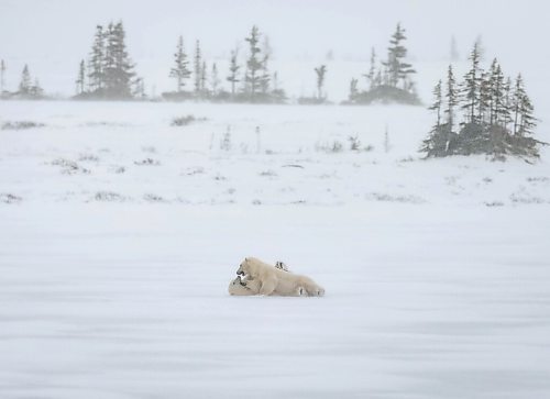JESSICA LEE / WINNIPEG FREE PRESS

Polar bears play in the snow on Churchill, Manitoba on November 20, 2021

Reporter: Sarah









