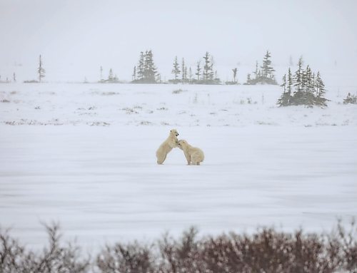 JESSICA LEE / WINNIPEG FREE PRESS

Polar bears play in the snow on Churchill, Manitoba on November 20, 2021

Reporter: Sarah










