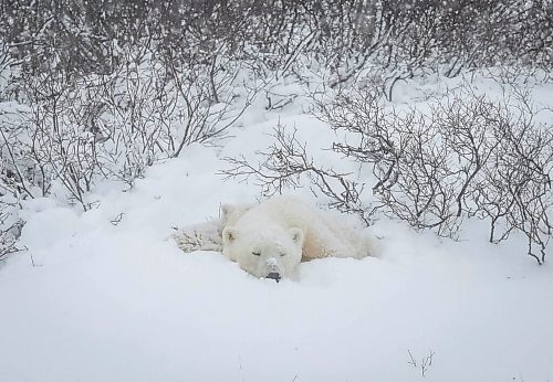 JESSICA LEE / WINNIPEG FREE PRESS

Polar bears nap in the snow on Churchill, Manitoba on November 20, 2021

Reporter: Sarah







