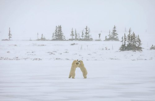 JESSICA LEE / WINNIPEG FREE PRESS

Polar bears play in the snow on Churchill, Manitoba on November 20, 2021

Reporter: Sarah










