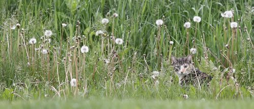 Brandon Sun A house cat peers out from the long grass and dandelions along Assiniboine Avenue on Friday afternoon. (Bruce Bumstead/Brandon Sun)