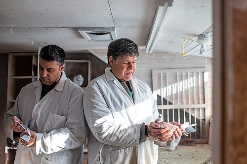 MIKAELA MACKENZIE / WINNIPEG FREE PRESS

Bill Voulgaris (left) and Ken Van Walleghem pose for a portrait with their racing pigeons at VV Loft in Winnipeg on Saturday, Nov. 20, 2021. For Ben Waldman story.
Winnipeg Free Press 2021.