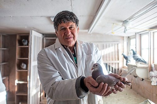 MIKAELA MACKENZIE / WINNIPEG FREE PRESS

Ken Van Walleghem poses for a portrait with a racing pigeon at VV Loft in Winnipeg on Saturday, Nov. 20, 2021. For Ben Waldman story.
Winnipeg Free Press 2021.