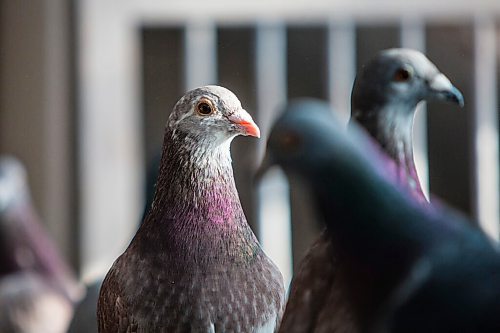 MIKAELA MACKENZIE / WINNIPEG FREE PRESS

Racing pigeons at VV Loft in Winnipeg on Saturday, Nov. 20, 2021. For Ben Waldman story.
Winnipeg Free Press 2021.