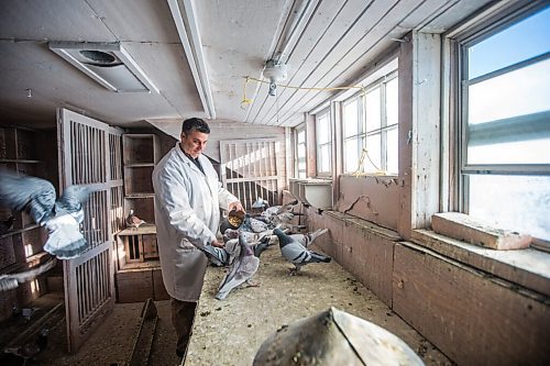 MIKAELA MACKENZIE / WINNIPEG FREE PRESS

Bill Voulgaris feeds the racing pigeons at VV Loft in Winnipeg on Saturday, Nov. 20, 2021. For Ben Waldman story.
Winnipeg Free Press 2021.