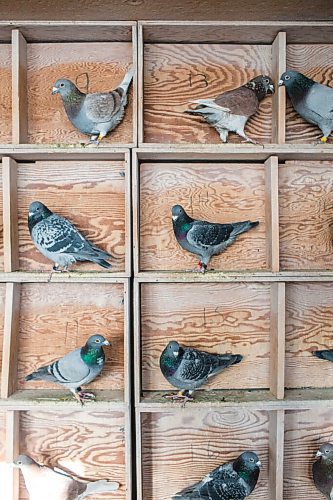 MIKAELA MACKENZIE / WINNIPEG FREE PRESS

Racing pigeons at VV Loft in Winnipeg on Saturday, Nov. 20, 2021. For Ben Waldman story.
Winnipeg Free Press 2021.