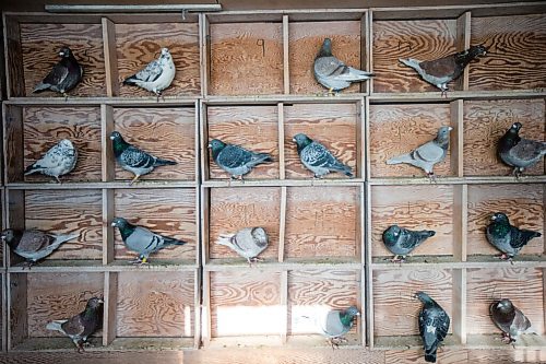 MIKAELA MACKENZIE / WINNIPEG FREE PRESS

Racing pigeons at VV Loft in Winnipeg on Saturday, Nov. 20, 2021. For Ben Waldman story.
Winnipeg Free Press 2021.