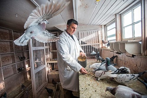 MIKAELA MACKENZIE / WINNIPEG FREE PRESS

Bill Voulgaris feeds the racing pigeons at VV Loft in Winnipeg on Saturday, Nov. 20, 2021. For Ben Waldman story.
Winnipeg Free Press 2021.