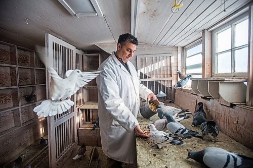 MIKAELA MACKENZIE / WINNIPEG FREE PRESS

Bill Voulgaris feeds the racing pigeons at VV Loft in Winnipeg on Saturday, Nov. 20, 2021. For Ben Waldman story.
Winnipeg Free Press 2021.