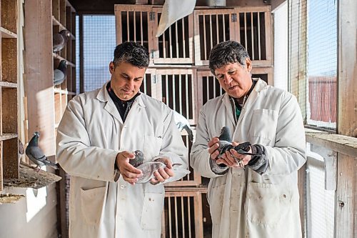 MIKAELA MACKENZIE / WINNIPEG FREE PRESS

Bill Voulgaris (left) and Ken Van Walleghem pose for a portrait with their racing pigeons at VV Loft in Winnipeg on Saturday, Nov. 20, 2021. For Ben Waldman story.
Winnipeg Free Press 2021.