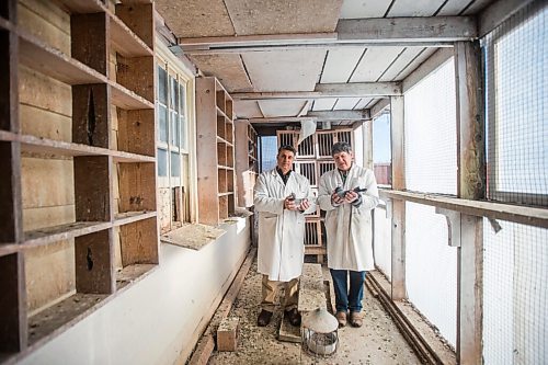 MIKAELA MACKENZIE / WINNIPEG FREE PRESS

Bill Voulgaris (left) and Ken Van Walleghem pose for a portrait with their racing pigeons at VV Loft in Winnipeg on Saturday, Nov. 20, 2021. For Ben Waldman story.
Winnipeg Free Press 2021.