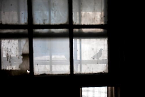 MIKAELA MACKENZIE / WINNIPEG FREE PRESS

Racing pigeons at VV Loft in Winnipeg on Saturday, Nov. 20, 2021. For Ben Waldman story.
Winnipeg Free Press 2021.