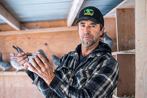 MIKAELA MACKENZIE / WINNIPEG FREE PRESS

Joe Belchior poses for a portrait with a racing pigeon in his loft on his property near Woodlands, Manitoba on Saturday, Nov. 20, 2021. For Ben Waldman story.
Winnipeg Free Press 2021.