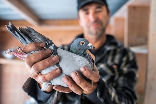 MIKAELA MACKENZIE / WINNIPEG FREE PRESS

Joe Belchior poses for a portrait with a racing pigeon in his loft on his property near Woodlands, Manitoba on Saturday, Nov. 20, 2021. For Ben Waldman story.
Winnipeg Free Press 2021.