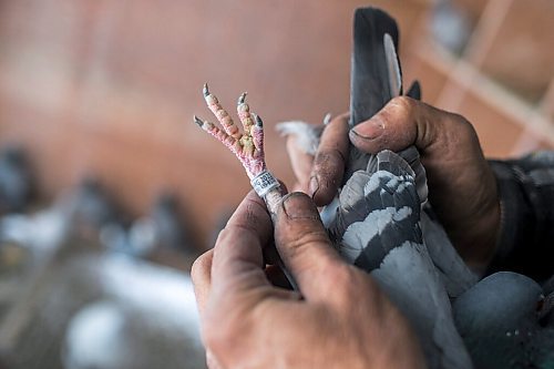 MIKAELA MACKENZIE / WINNIPEG FREE PRESS

Joe Belchior shows a racing pigeon's leg band in his loft on his property near Woodlands, Manitoba on Saturday, Nov. 20, 2021. For Ben Waldman story.
Winnipeg Free Press 2021.