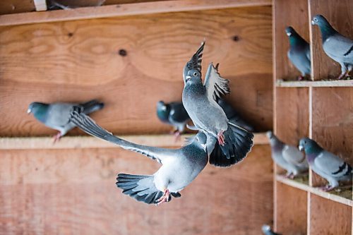 MIKAELA MACKENZIE / WINNIPEG FREE PRESS

Joe Belchior's racing pigeon loft on his property near Woodlands, Manitoba on Saturday, Nov. 20, 2021. For Ben Waldman story.
Winnipeg Free Press 2021.