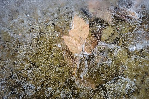 MIKAELA MACKENZIE / WINNIPEG FREE PRESS

A leaf trapped in the ice in Winnipeg on Wednesday, Dec. 1, 2021. For --- story.
Winnipeg Free Press 2021.