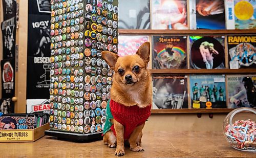 JESSICA LEE / WINNIPEG FREE PRESS

One of three dogs owned by the owners husband and wife Brent Jackson and Loriana Costanzo at Urban Waves/Old Gold Vintage Vinyl, located in Osborne Village, is photographed on December 1, 2021.

Reporter: Dave












