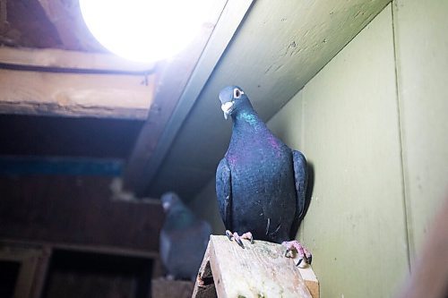 MIKAELA MACKENZIE / WINNIPEG FREE PRESS

The Team Reyes racing pigeon loft in Winnipeg on Friday, Nov. 26, 2021. For Ben Waldman story.
Winnipeg Free Press 2021.