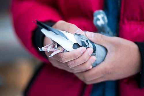 MIKAELA MACKENZIE / WINNIPEG FREE PRESS

Ivan Reyes holds a racing pigeon (that made it into the top ten in a long-distance race this year) at the Team Reyes loft in Winnipeg on Friday, Nov. 26, 2021. For Ben Waldman story.
Winnipeg Free Press 2021.