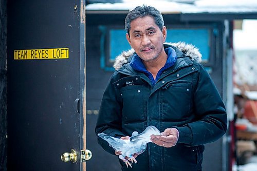 MIKAELA MACKENZIE / WINNIPEG FREE PRESS

Alan Reyes poses for a portrait with a racing pigeon at the Team Reyes loft in Winnipeg on Friday, Nov. 26, 2021. For Ben Waldman story.
Winnipeg Free Press 2021.