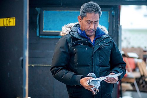 MIKAELA MACKENZIE / WINNIPEG FREE PRESS

Alan Reyes poses for a portrait with a racing pigeon at the Team Reyes loft in Winnipeg on Friday, Nov. 26, 2021. For Ben Waldman story.
Winnipeg Free Press 2021.