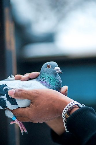 MIKAELA MACKENZIE / WINNIPEG FREE PRESS

Alan Reyes poses for a portrait with a racing pigeon at the Team Reyes loft in Winnipeg on Friday, Nov. 26, 2021. For Ben Waldman story.
Winnipeg Free Press 2021.