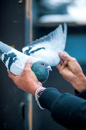 MIKAELA MACKENZIE / WINNIPEG FREE PRESS

Alan Reyes poses for a portrait with a racing pigeon at the Team Reyes loft in Winnipeg on Friday, Nov. 26, 2021. For Ben Waldman story.
Winnipeg Free Press 2021.