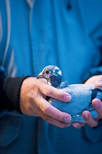 MIKAELA MACKENZIE / WINNIPEG FREE PRESS

Angelo Reyes at the Team Reyes racing pigeon loft in Winnipeg on Friday, Nov. 26, 2021. For Ben Waldman story.
Winnipeg Free Press 2021.