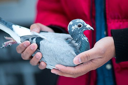 MIKAELA MACKENZIE / WINNIPEG FREE PRESS

Ivan Reyes holds a racing pigeon (that made it into the top ten in a long-distance race this year) at the Team Reyes loft in Winnipeg on Friday, Nov. 26, 2021. For Ben Waldman story.
Winnipeg Free Press 2021.