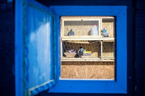 MIKAELA MACKENZIE / WINNIPEG FREE PRESS

The Team Reyes racing pigeon loft in Winnipeg on Friday, Nov. 26, 2021. For Ben Waldman story.
Winnipeg Free Press 2021.