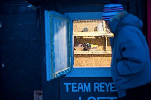 MIKAELA MACKENZIE / WINNIPEG FREE PRESS

Angelo Reyes at the Team Reyes racing pigeon loft in Winnipeg on Friday, Nov. 26, 2021. For Ben Waldman story.
Winnipeg Free Press 2021.