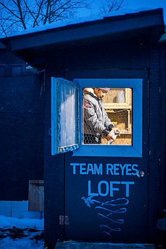 MIKAELA MACKENZIE / WINNIPEG FREE PRESS

Angelo Reyes at the Team Reyes racing pigeon loft in Winnipeg on Friday, Nov. 26, 2021. For Ben Waldman story.
Winnipeg Free Press 2021.