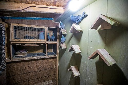 MIKAELA MACKENZIE / WINNIPEG FREE PRESS

The Team Reyes racing pigeon loft in Winnipeg on Friday, Nov. 26, 2021. For Ben Waldman story.
Winnipeg Free Press 2021.