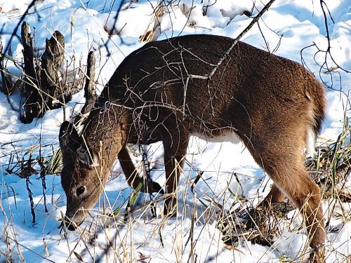 Canstar Community News Tony Nardella is a St. Vital photographer who takes pictures of scenes and people that catch his eye around the community. This month he has captured some scenes of early winter, as deer seek food before the real cold sets in.