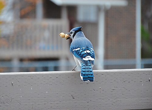 Canstar Community News Tony Nardella is a St. Vital photographer who takes pictures of scenes and people that catch his eye around the community. This month he has captured some scenes of early winter, as birds seek food.