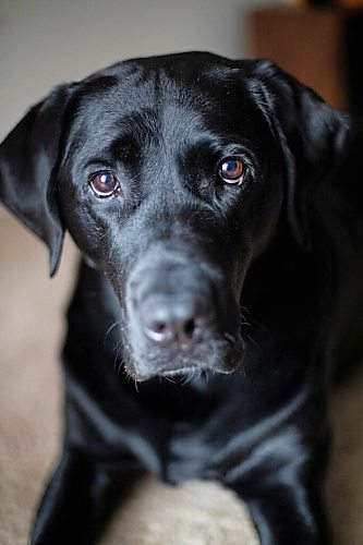 Daniel Crump / Winnipeg Free Press. Veronika Kanyas guide dog Apache. Kanya has had Apache for approximately two years. December 8, 2021.