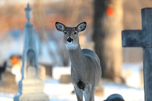 SHANNON VANRAES / WINNIPEG FREE PRESS
A deer wanders through St. James Cemetery, looking for grass and shrubbery to eat, on December 9, 2021.