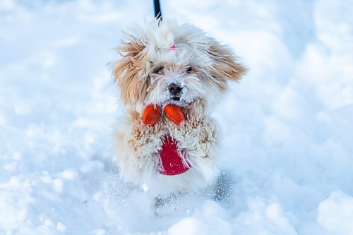 Daniel Crump / Winnipeg Free Press. A dog, named Elon, dances in the snow in Assiniboine Park in Winnipeg on New Years Day, as he and his owner brave temperatures around -40ºC with windchill. January 1, 2022.