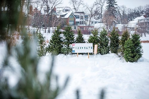 MIKAELA MACKENZIE / WINNIPEG FREE PRESS

A curling backboard made of repurposed Christmas trees at the Wolseley Winter Wonderland skating network on the Assiniboine River in Winnipeg on Wednesday, Jan. 5, 2022. For Malak story.
Winnipeg Free Press 2022.