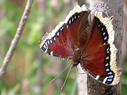 Canstar Community News A mourning cloak butterfly collects sap. Its tongue extends and retracts like a party toy to collect nectar or tree sap.