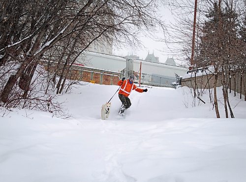 JESSICA LEE / WINNIPEG FREE PRESS

Jeremy Stevens work called a snow day so he and his dog Taiga went to The Forks. He is seen snowboarding down some steps at The Forks with Taiga on January 18, 2022. 







