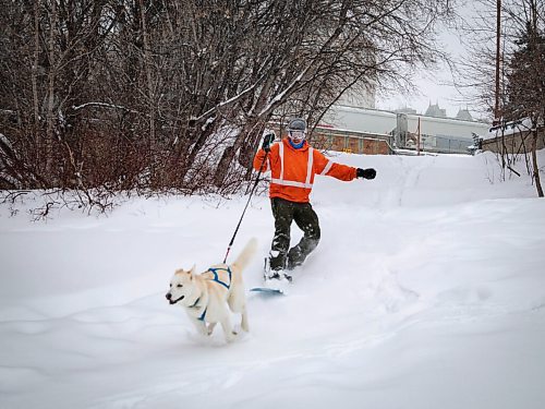 JESSICA LEE / WINNIPEG FREE PRESS

Jeremy Stevens work called a snow day so he and his dog Taiga went to The Forks. He is seen snowboarding down some steps at The Forks with Taiga on January 18, 2022. 







