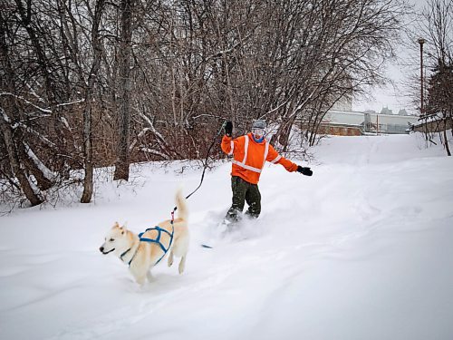 JESSICA LEE / WINNIPEG FREE PRESS

Jeremy Stevens work called a snow day so he and his dog Taiga went to The Forks. He is seen snowboarding down some steps at The Forks with Taiga on January 18, 2022. 







